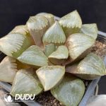 Haworthia Sun Moon Lake - Image 2