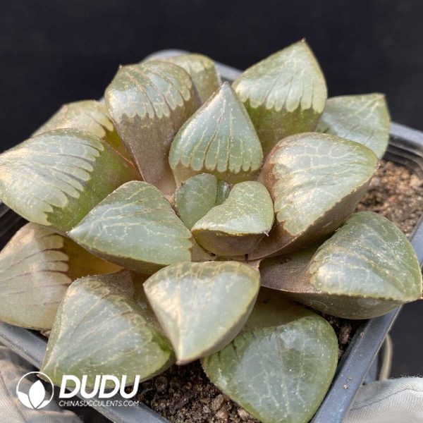 Haworthia Sun Moon Lake - Image 2