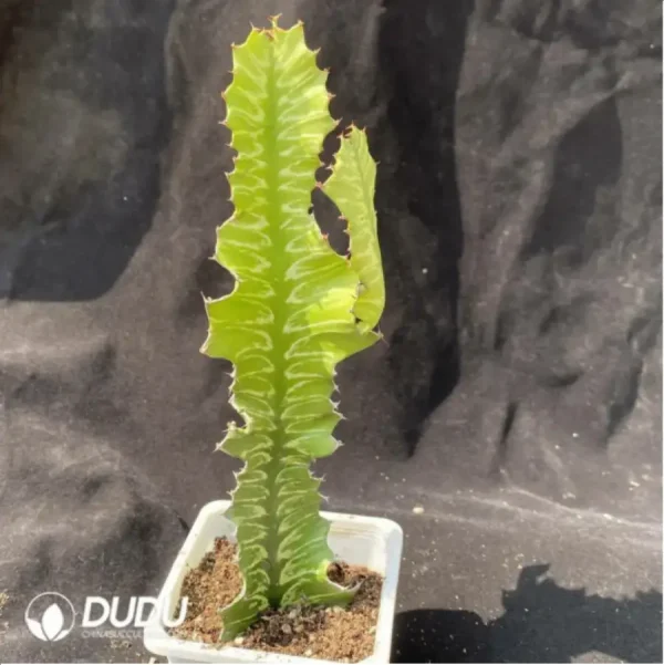 1756119537-1-2055.webp Cactus-Ferocactus latispinus - Image 1