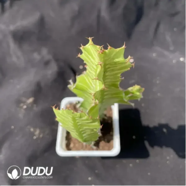 1756119538-2-1291.webp Cactus-Ferocactus latispinus - Image 2