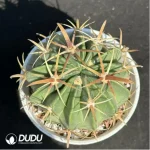 Cactus-Ferocac-tus latispinus