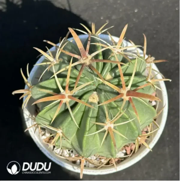 1756119539-1-2082.webp Cactus-Ferocac-tus latispinus - Image 1