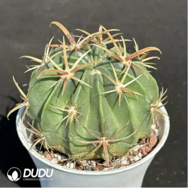 1756119541-2-1317.webp Cactus-Ferocac-tus latispinus - Image 2