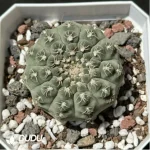 (Seed Grown)Cactus-Gymnocalycium mihanovichii subsp.