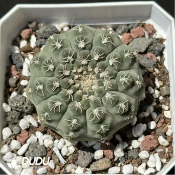 (Seed Grown)Cactus-Gymnocalycium mihanovichii subsp. - Image 1