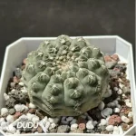 (Seed Grown)Cactus-Gymnocalycium mihanovichii subsp. - Image 2