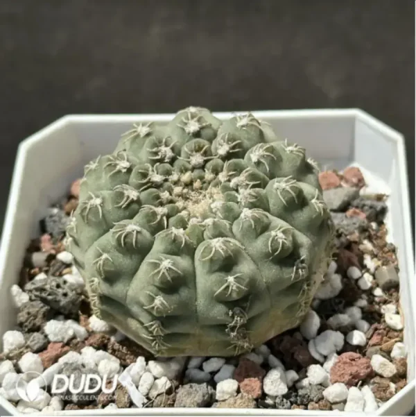 (Seed Grown)Cactus-Gymnocalycium mihanovichii subsp. - Image 2
