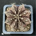 Cactus-Gymnocalycium mihanovichii subsp.