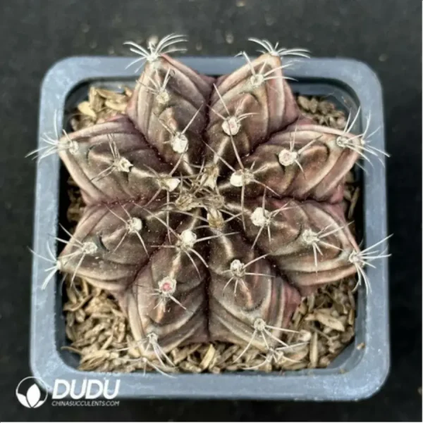 1756119545-1-2436.webp Cactus-Gymnocalycium mihanovichii subsp. - Image 1