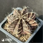 Cactus-Gymnocalycium mihanovichii subsp. - Image 2