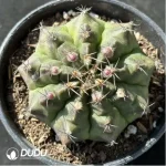 Cactus-Gymnocalycium mihanovichii subsp.