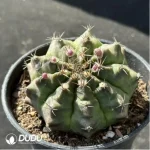 Cactus-Gymnocalycium mihanovichii subsp. - Image 2