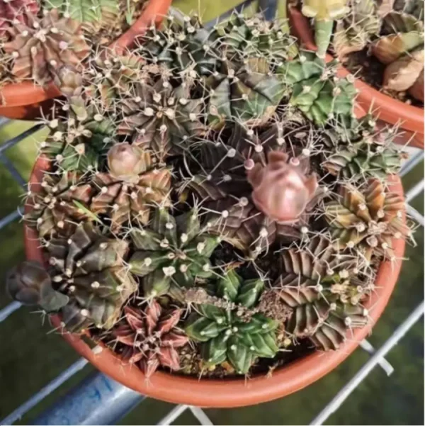 1756119549-1-3086.webp Cactus-Gymnocalycium mihanovichii subsp. Scattered Clustering(Scattered Clustering) - Image 1