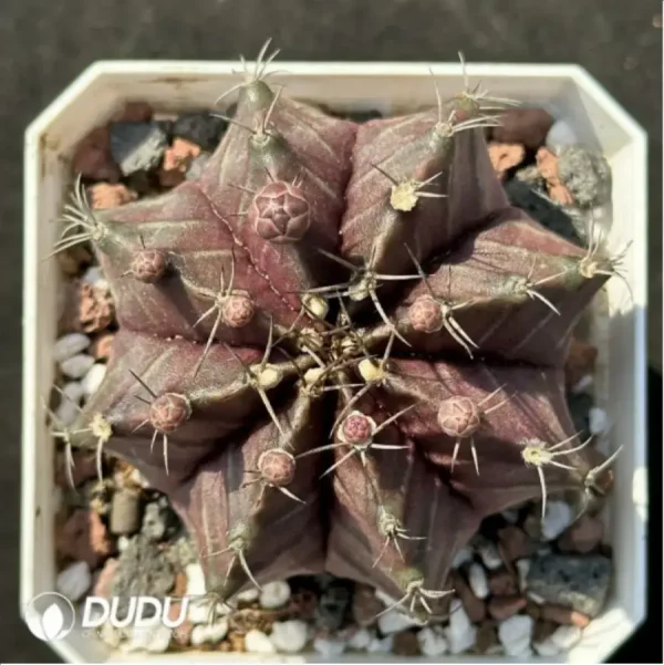 1756119550-1-2206.webp Cactus-Gymnocalycium mihanovichii subsp. - Image 1