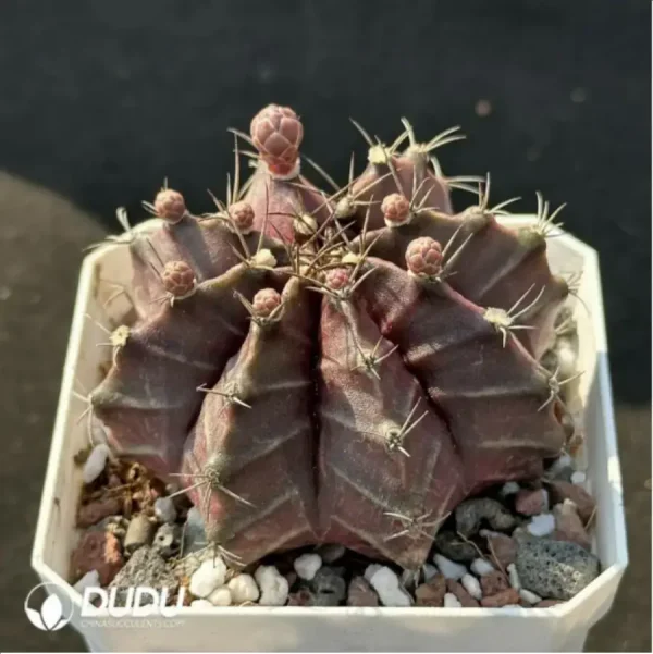 1756119551-2-1440.webp Cactus-Gymnocalycium mihanovichii subsp. - Image 2