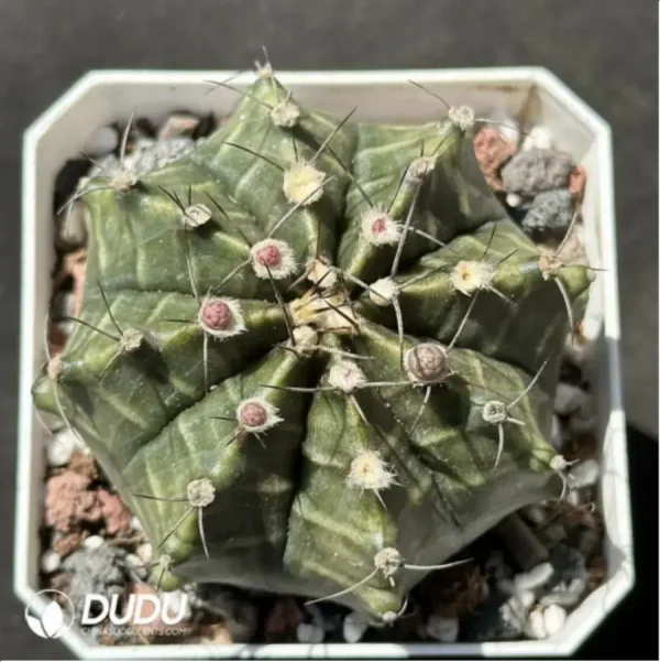 1756119552-1-2073.webp Cactus-Gymnocalycium mihanovichii subsp. - Image 1
