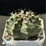 Cactus-Gymnocalycium mihanovichii subsp. - Image 2