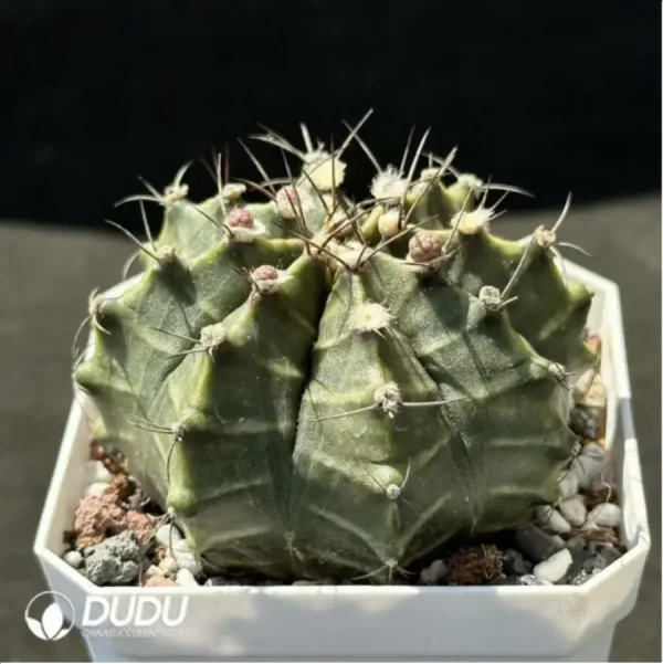 1756119553-2-1308.webp Cactus-Gymnocalycium mihanovichii subsp. - Image 2