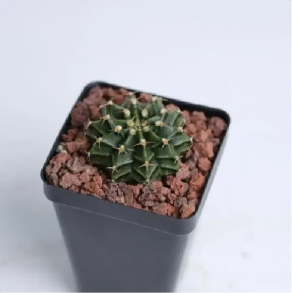 1756119556-1-3013.webp Cactus-Gymnocalycium mihanovichii subsp. - Image 1