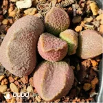 Adromischus Saizhugan