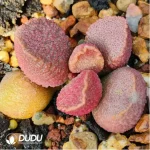 Adromischus Saizhugan - Image 2