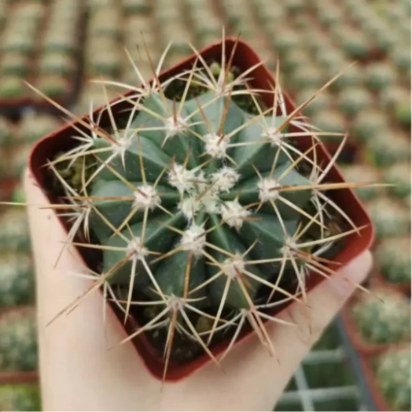 1756119573-1-3051.webp Cactus-Melo amoenus Hoffmanns. - Image 1