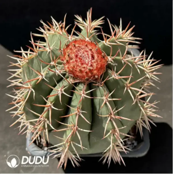 1756119574-1-2136.webp Cactus-Melo amoenus Hoffmanns. - Image 1