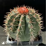 Cactus-Melo amoenus Hoffmanns. - Image 2