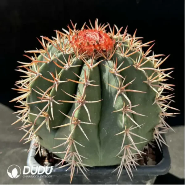 1756119575-2-1370.webp Cactus-Melo amoenus Hoffmanns. - Image 2