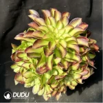 Aeonium Prime of youth Clustering