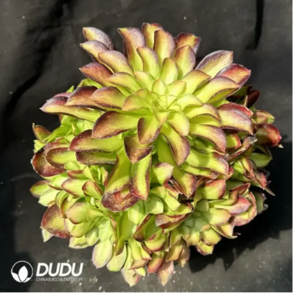 1756119582-1-2411.webp Aeonium Prime of youth Clustering - Image 1