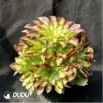 Aeonium Prime of youth Clustering - Image 2