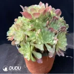 Aeonium Prime of youth Clustering