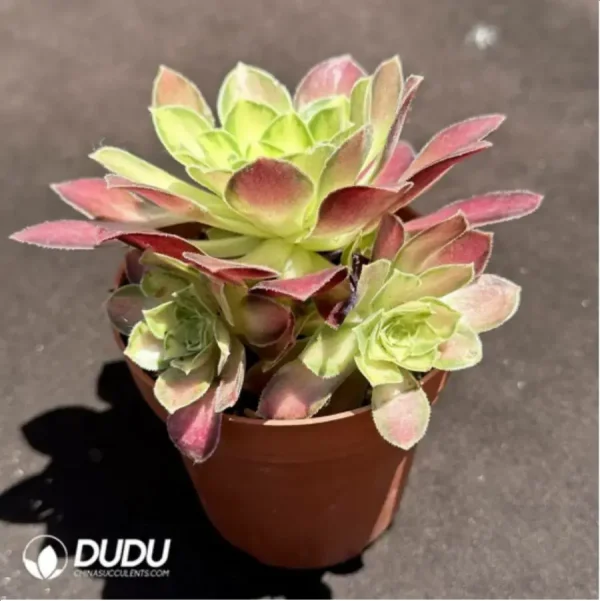 1756119585-2-1233.webp Aeonium Prime of youth Clustering - Image 2