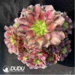 Aeonium Prime of youth Clustering - Image 2