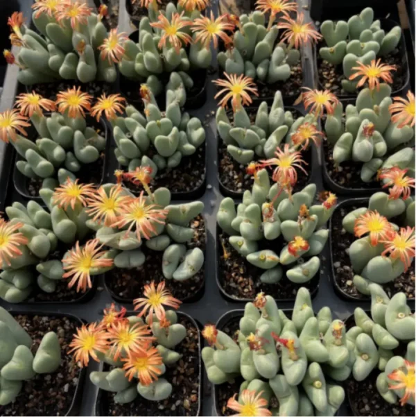 1756119589-1-2956.webp Conophytum-bilobum Neroli - Clustering, 20 - Image 1