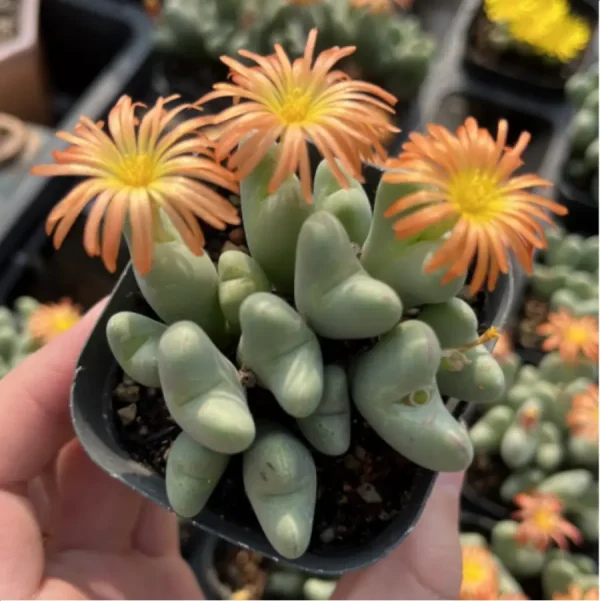 Conophytum-bilobum Neroli - Clustering, 20 - Image 4