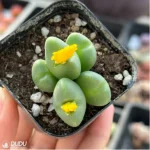 Conophytum-bilobum Neroli - Single, 60