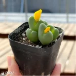 Conophytum-bilobum Neroli - Single, 60 - Image 2