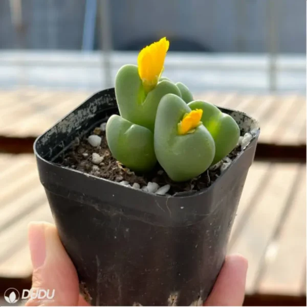 Conophytum-bilobum Neroli - Single, 60 - Image 2