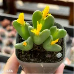 Conophytum-bilobum Neroli - Single, 60