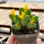 Conophytum-bilobum Neroli - Single, 60 - Image 2