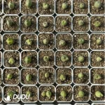 Conophytum-bilobum Neroli