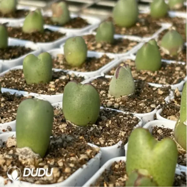 Conophytum-bilobum Neroli - Image 4