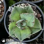 Agave Titanota Juggernaut - Image 2