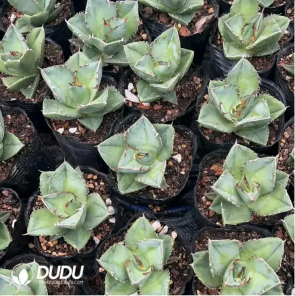 Agave Titanota Juggernaut - Image 1