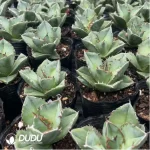 Agave Titanota Juggernaut - Image 2