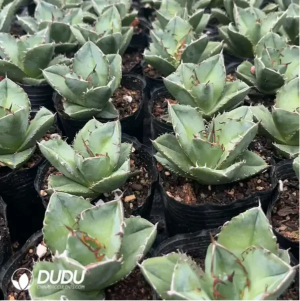 Agave Titanota Juggernaut - Image 2