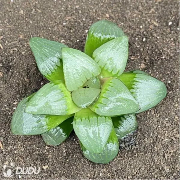 1756119614-1-2783.webp Haworthia Shi Pu - Image 1
