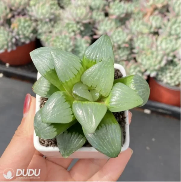 Haworthia Shi Pu - Image 3